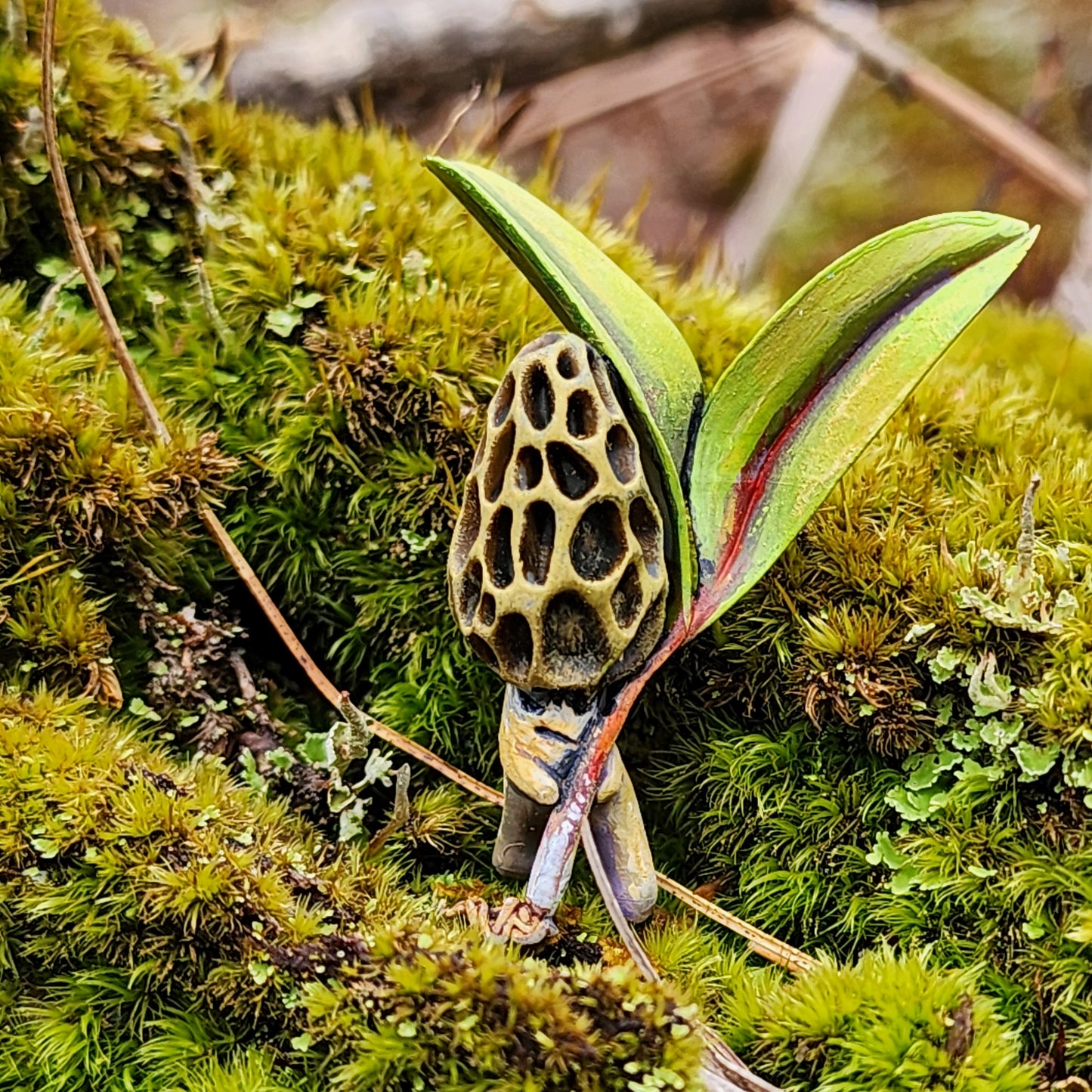 Morel Mycelemae