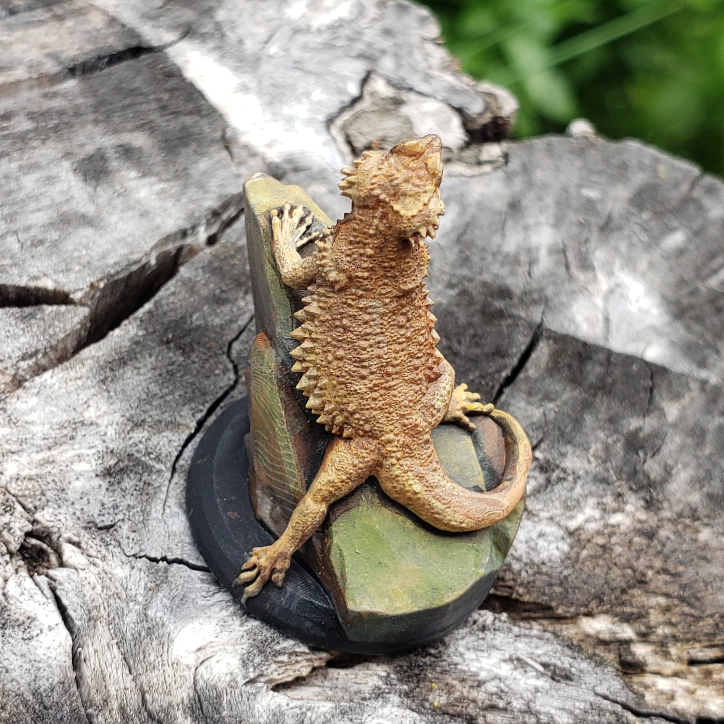 Stinkeye the Bearded Dragon