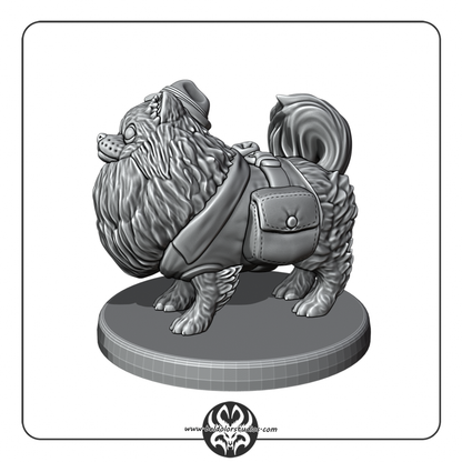 Dog, Pomeranian