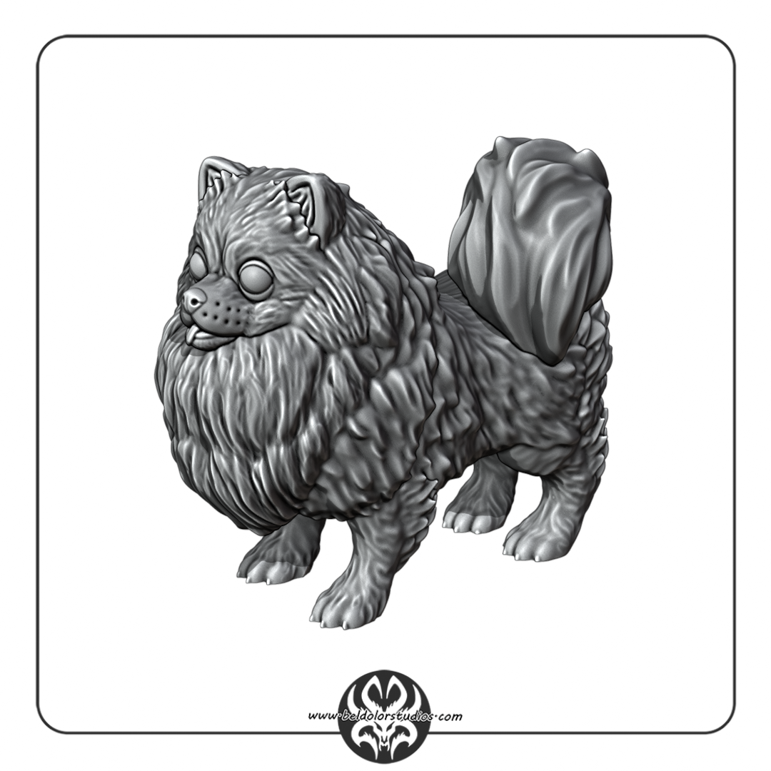 Dog, Pomeranian