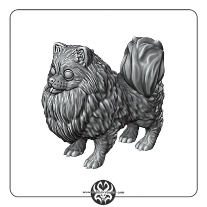 Dog, Pomeranian